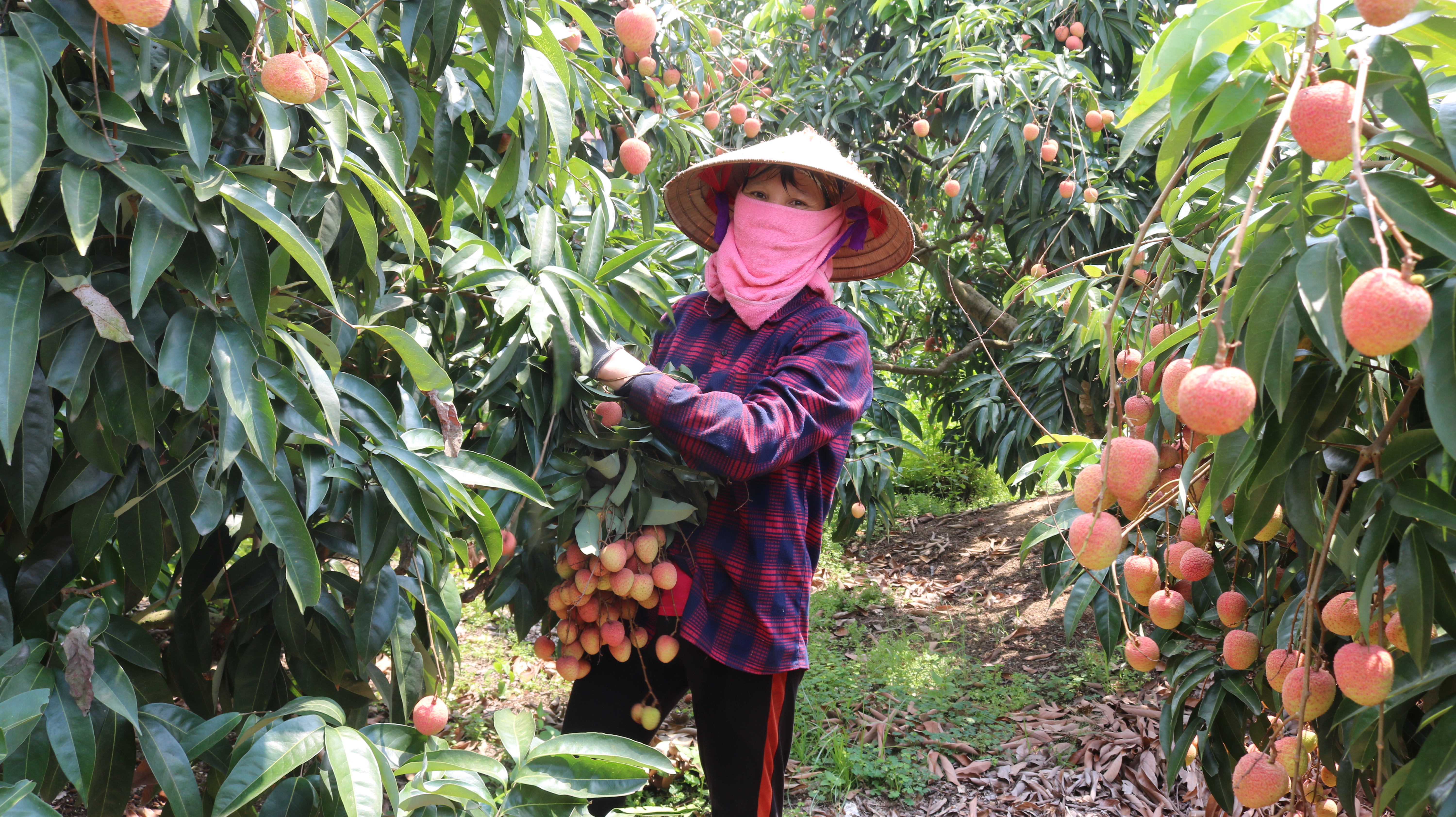 Bắc Ninh: Tiêu thụ trên 205 nghìn tấn vải thiều năm 2025